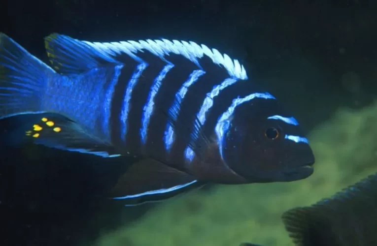 Peces Cebra Mbuna y las Rayas son capaces de sumar y restar