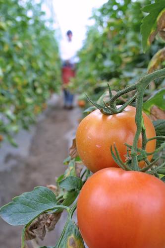 Editan genoma de tomates rojos para cambiarlo en vitamina D