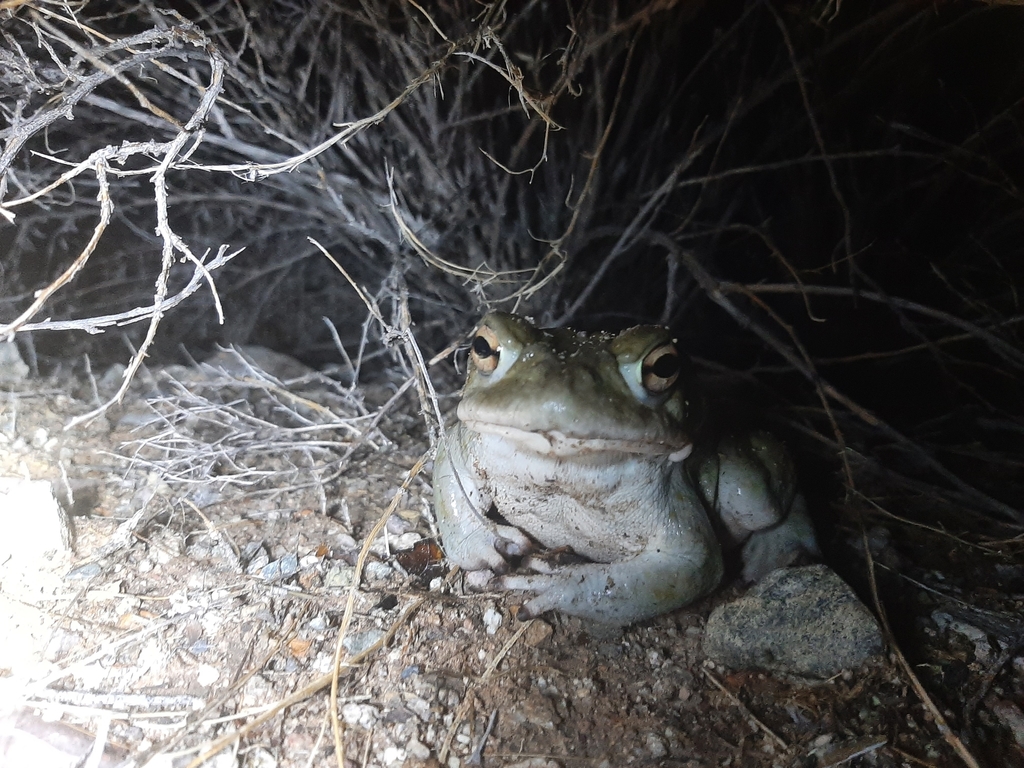 Sapo Bufo Alvarius