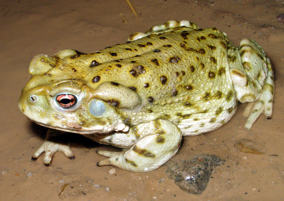 Sapo Bufo Alvarius