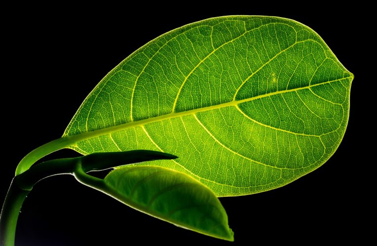 Kratom, la misteriosa planta que la DEA intentó prohibir