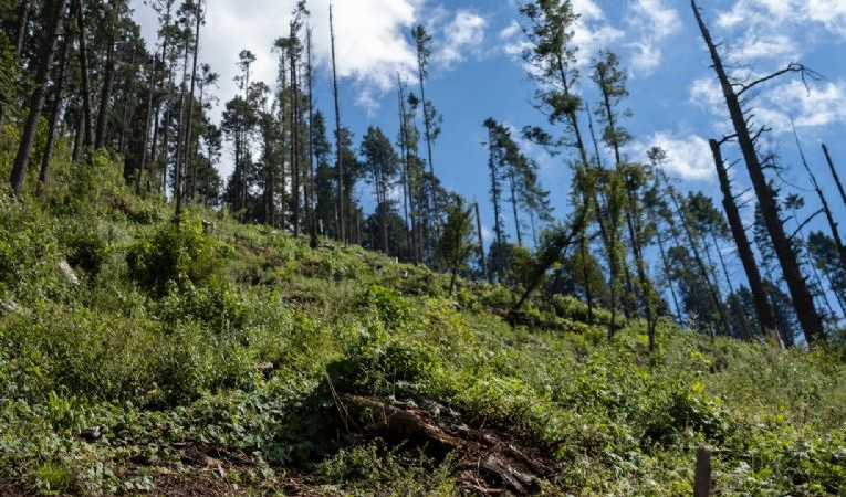 Cambio climático y Oxigenantes