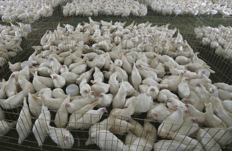 AMLO afirma que la gripa aviar no es un riesgo para la salud