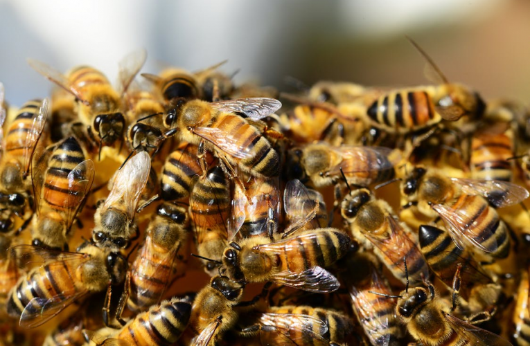 Héroes Polinizadores,la importancia de las abejas