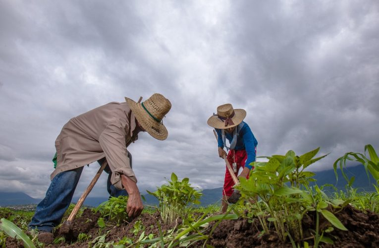 Censo agropecuario: nuevos datos sobre el campo mexicano