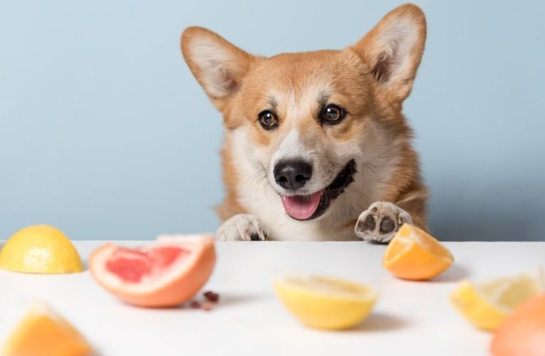 Estas son las frutas y verduras que puede comer tu perro